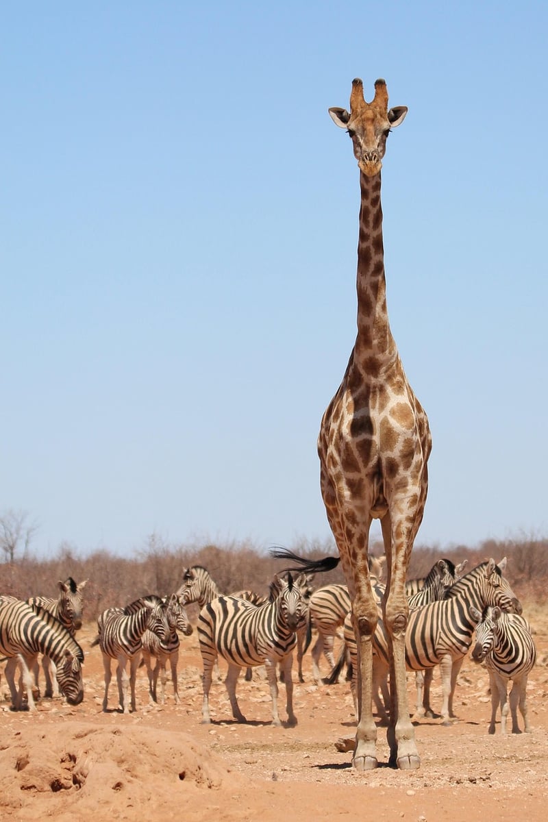 Giraffe in Serengeti National Park